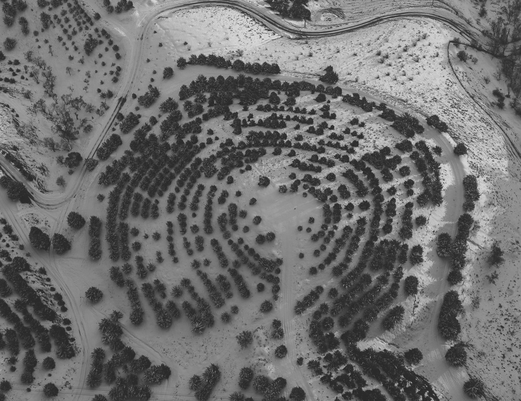 Aerial view of an orchard planted in the shape of a fingerprint